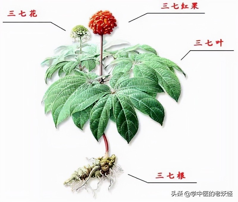 每日学习一味中药——三七