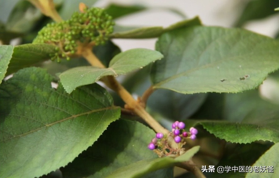 每天学习一味中药——紫珠
