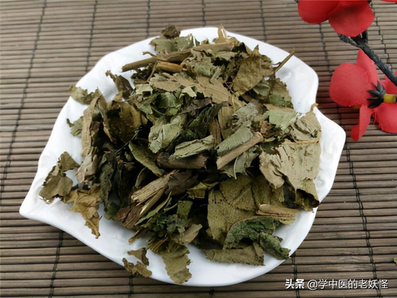 每天学习一味中药——紫珠