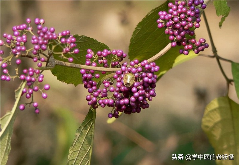 每天学习一味中药——紫珠