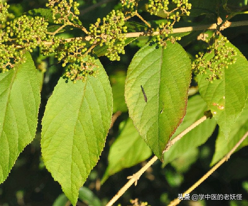 每天学习一味中药——紫珠