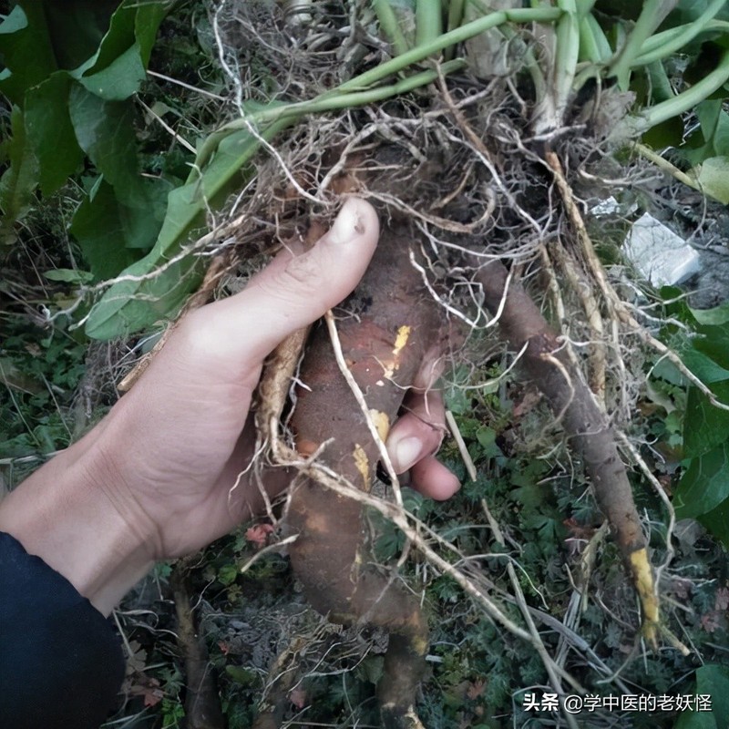 每天学习一味中药——羊蹄