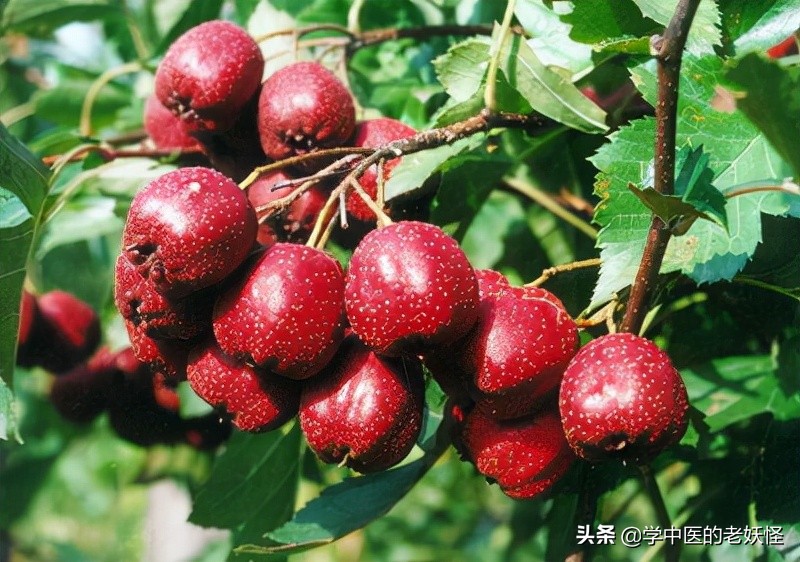 每日学习一味中药——山楂