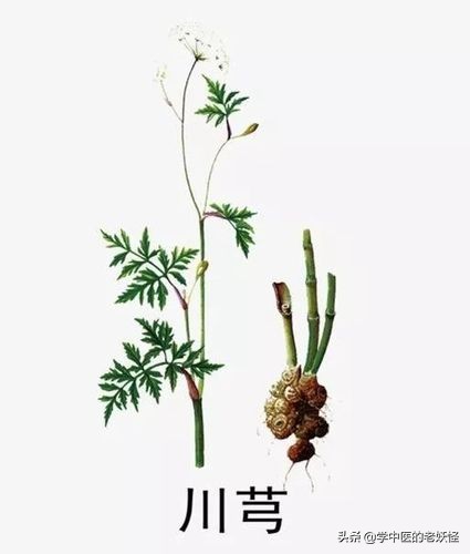 血中之气药——川芎