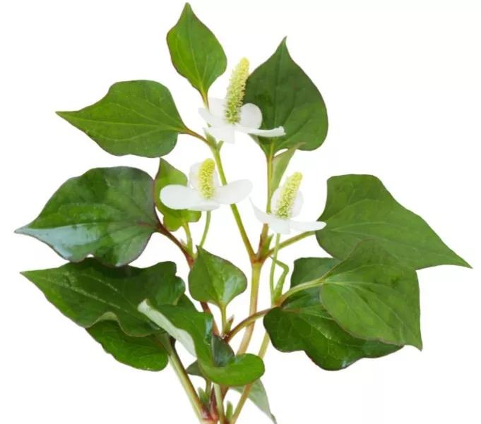 每日中药——金荞麦 - 绿春仁华医院官网